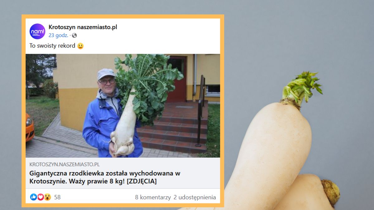 Rzodkiew waży aż 8 kilogramów