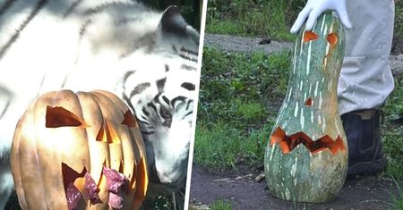 Zwierzęce Halloween. Pomysł rzymskiego zoo przyciąga turystów
