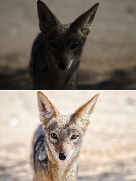 Snapseed 2.1 na Androida wywołuje pliki RAW (DNG) 3