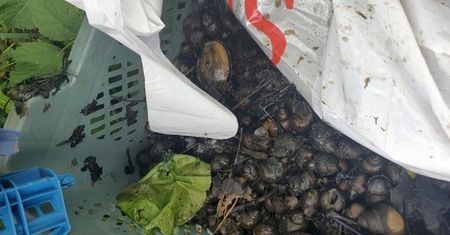 "Sajgon" w Wilanowie. Wietnamczycy łowili ślimaki i trafili do paki