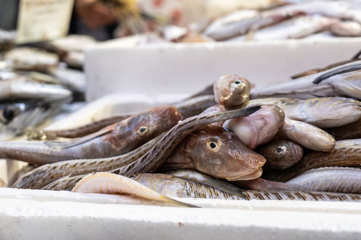 Najbardziej tajemnicza ryba z Bałtyku. Smakuje obłędnie, a turyści ją omijają