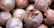 Nieszpułka – zapomniany owoc