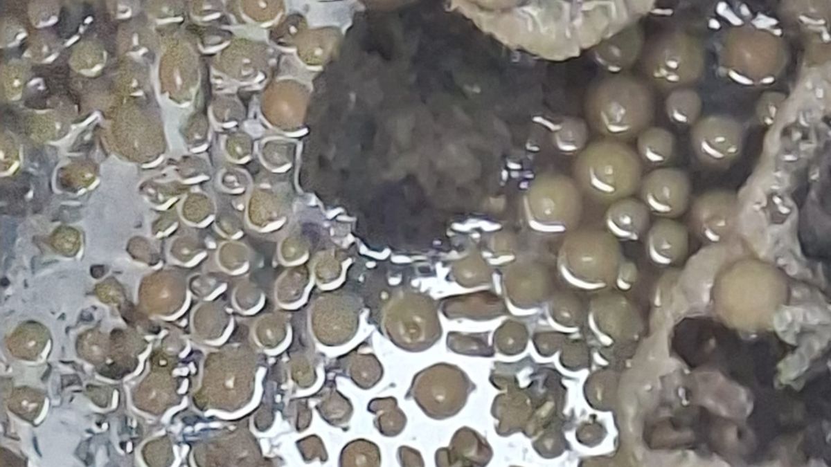 Pączki zatkały rurociąg.