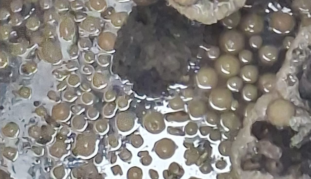 Taki widok w rurociągu. Nawet 200 sztuk. "To nie nasze"