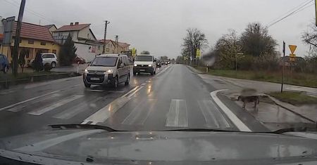 Pies na przejściu dla pieszych. Ludzie mogliby się od niego uczyć [WIDEO]