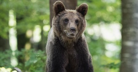 Koszmar w Bieszczadach. Mężczyzna zaatakowany przez niedźwiedzia