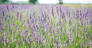 Święto Lawendy odbędzie się po raz trzeci pod Sieradzem