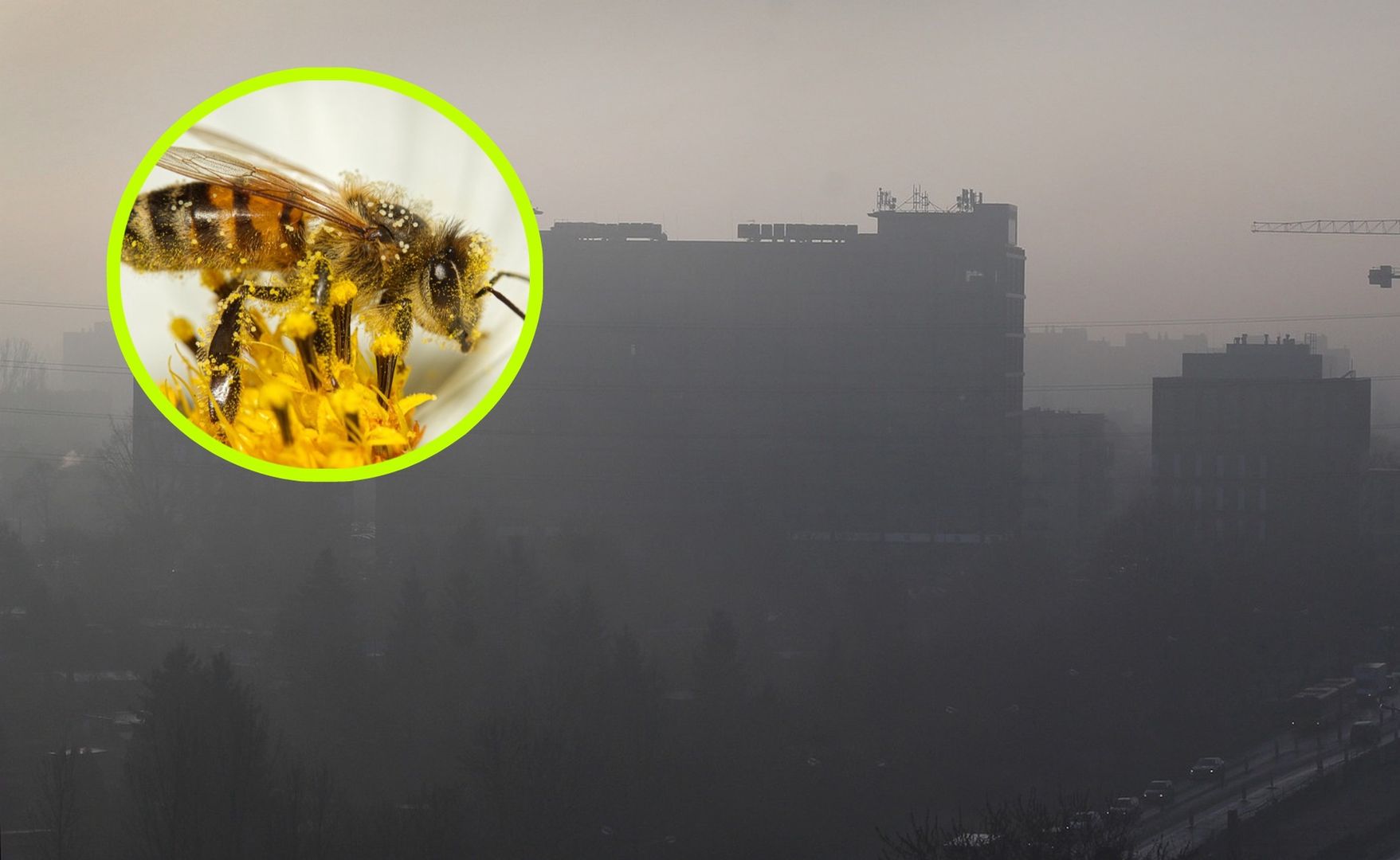 Zanieczyszczenie powietrza szkodzi owadom zapylającym