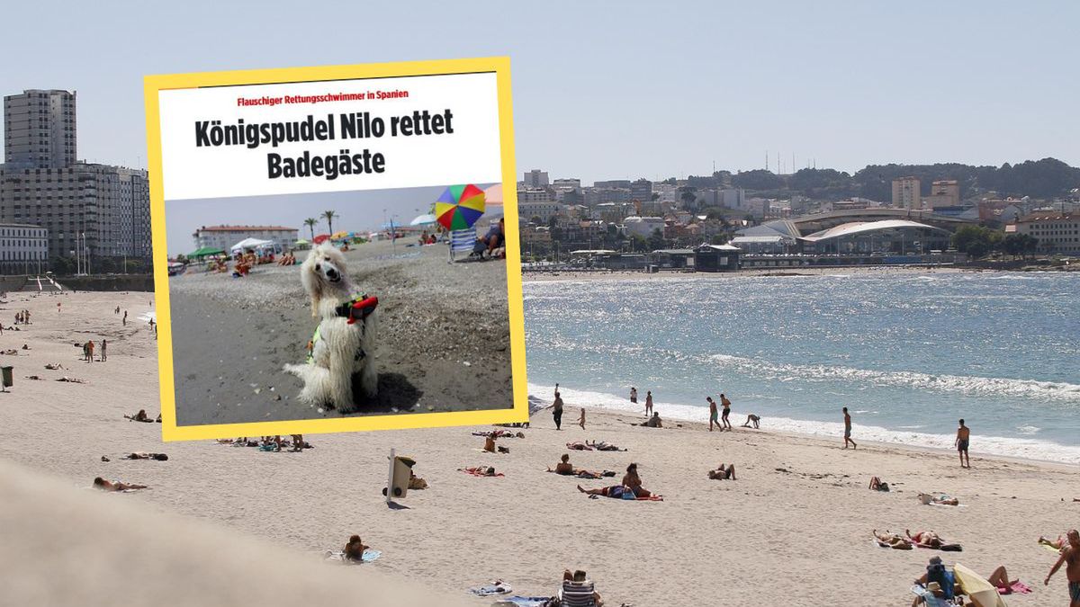 Pudel Nilo – nietypowy ratownik podbija plaże Malagi