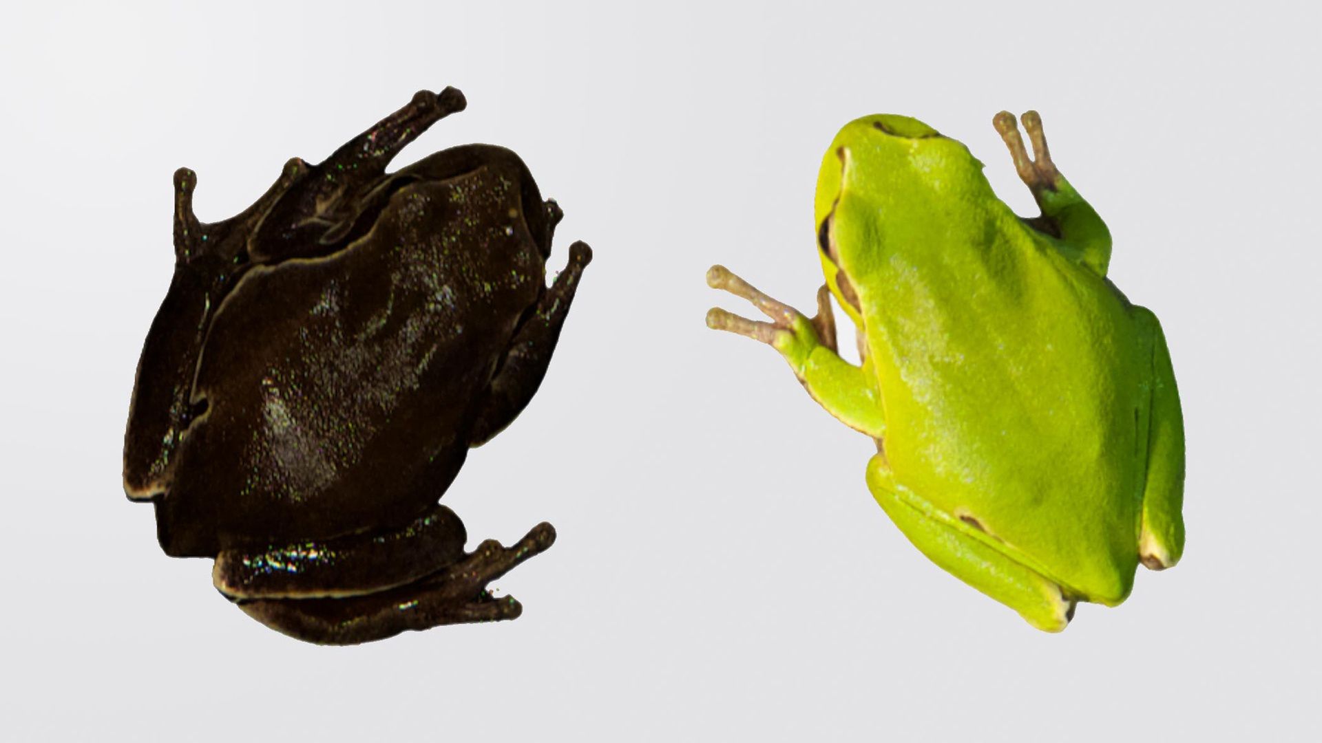 Hyla orientalis