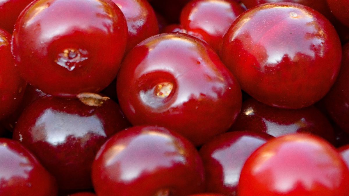Czerwone soczyste wiśnie
