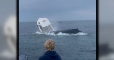 Nagle wynurzył się wieloryb. Koszmar na oceanie