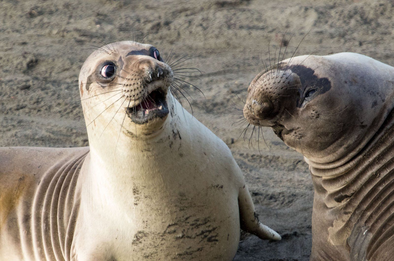 Znamy zwycięzców The Comedy Wildlife Photography Awards 2017. To najśmieszniejsze zdjęcia, jakie dzisiaj zobaczycie 11
