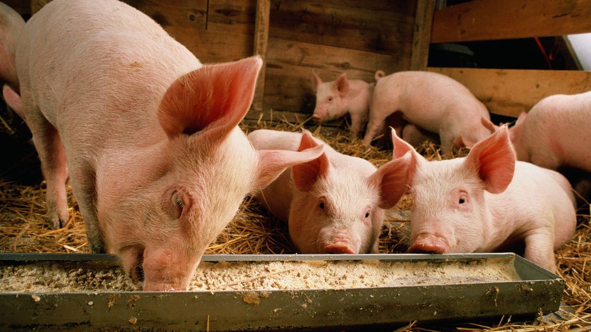 W Danii wypuszczono na wolność 80 świń.