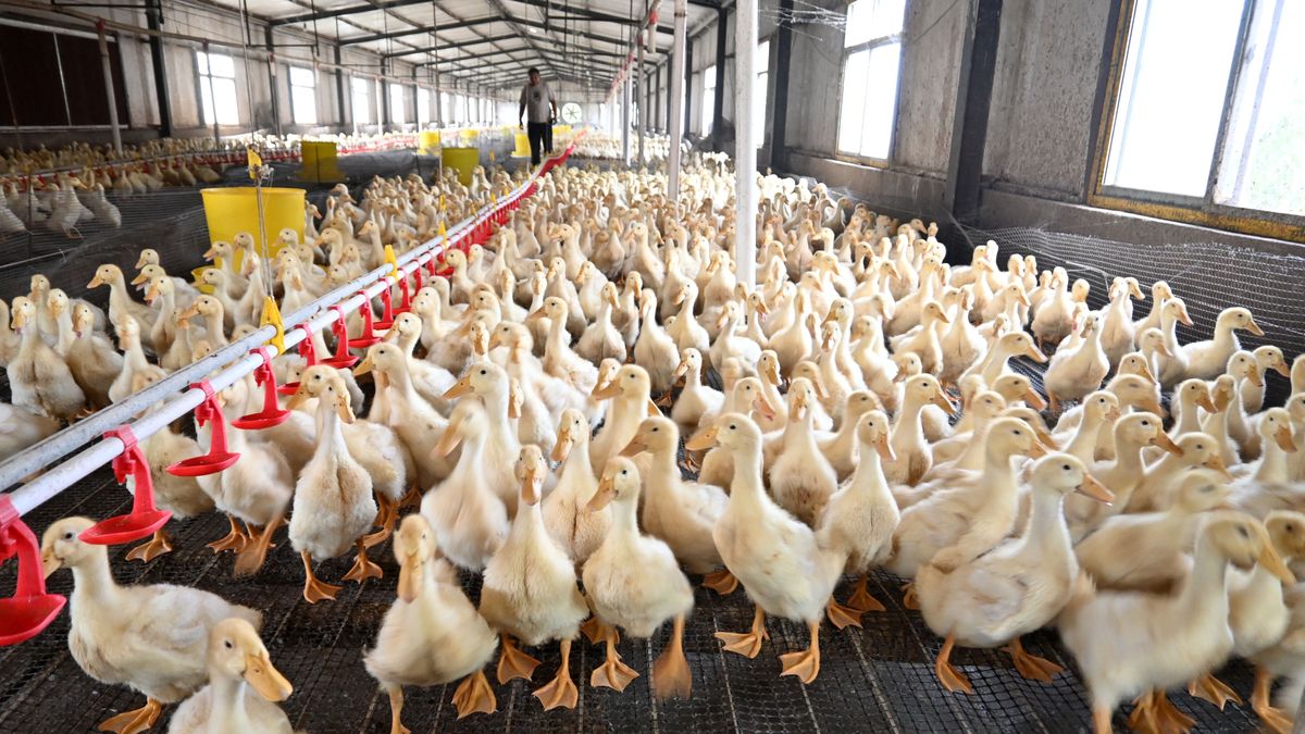 Na południu Wielkopolski jest najwięcej ferm kaczek w Polsce (zdj. ilustracyjne)