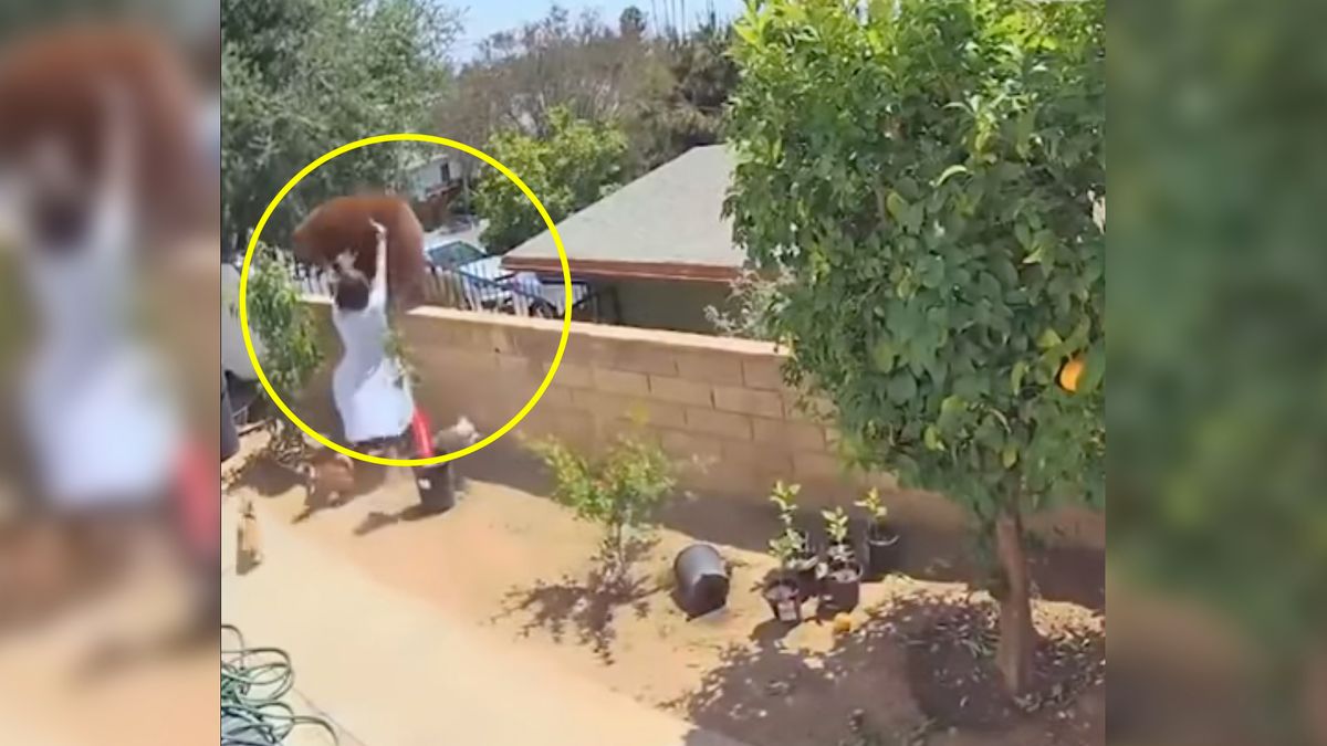 Ogromna odwaga na nagraniu. Kobieta broniła swoje psy przed niedźwiedziem 1