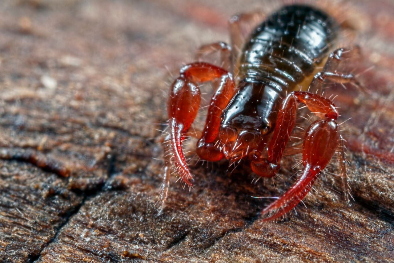 Zaleszczotek często mylony jest ze skorpionem