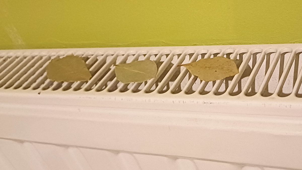 Liście laurowe układam na kaloryferze. Jeden domowy problem sam się rozwiązuje