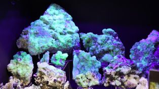 Wrocław: Wiosenne Targi Minerałów i Biżuterii