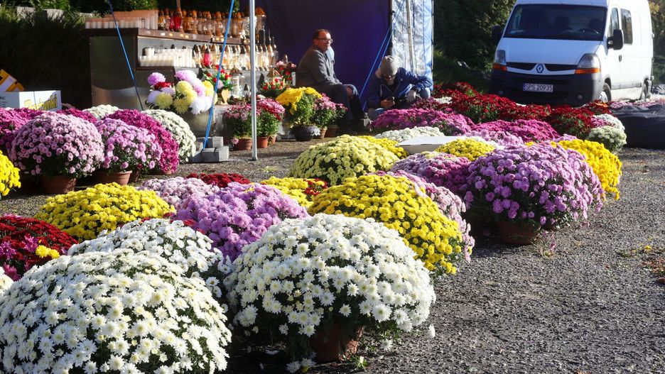 Sprzedawcy chryzantem o zamknięciu cmentarzy dowiedzieli się w ostatniej chwili