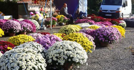 Zamknięte cmentarze. Wiemy, ile kosztowała rządowa pomoc dla sprzedawców chryzantem