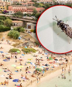 Czarne muchy postrachem w Hiszpanii. Ich ugryzienie może mieć tragiczne konsekwencje