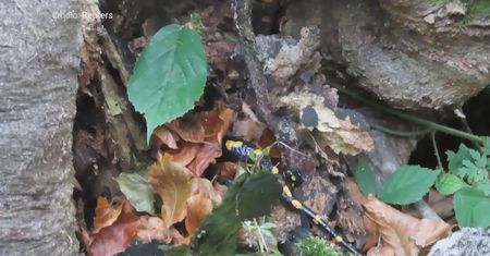 Salamandra plamista chowa się przed zimą. Nagranie rzadkiego płaza z Bieszczad