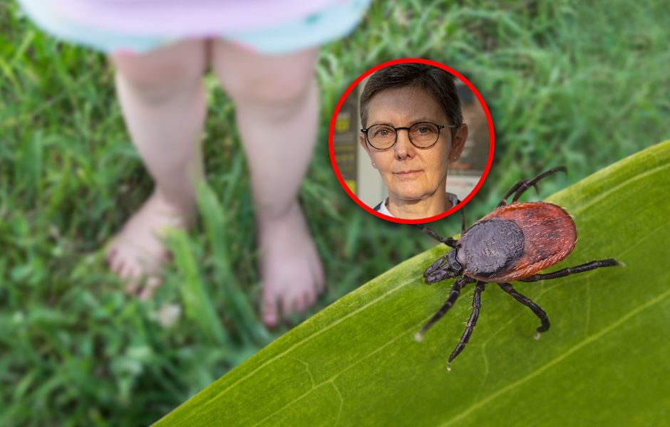 Rośnie liczba przypadków KZM. Kleszcze są niemal wszędzie