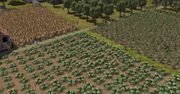 W Banished patrzenie jak zboże rośnie może być fascynujące - od tego zależy los całej wioski