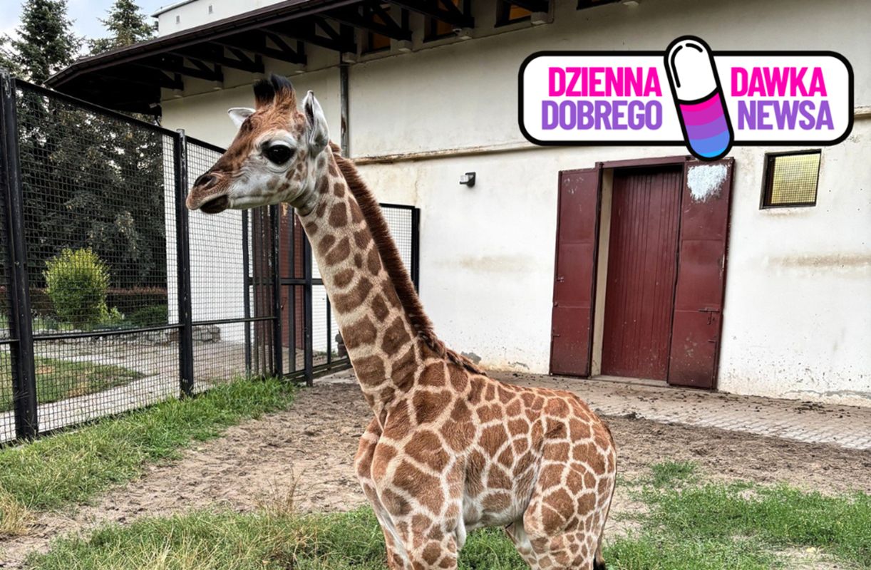 Pierwsze urodziny Pietruszki. Warszawskie zoo szykuje imprezę