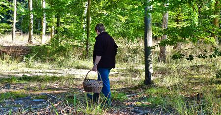 "Diabelskie palce" w polskich lasach. Wyglądają jak z horroru i cuchną padliną