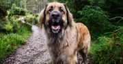 Leonberger – łagodny olbrzym z Niemiec