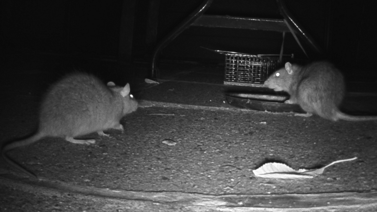 Szczury rujnują biznesmena. Musiał zamknąć sklep