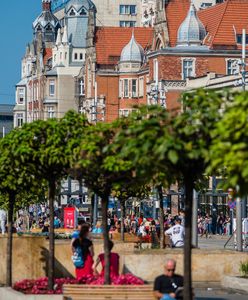 Katowice. Wielka wymiana zieleni w śródmieściu. Efekt już w kwietniu