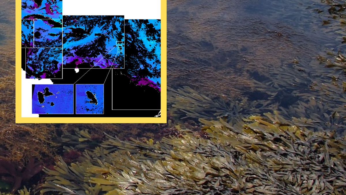 Wodorosty utworzyły długi pas, który rozciąga się wzdłuż wybrzeża