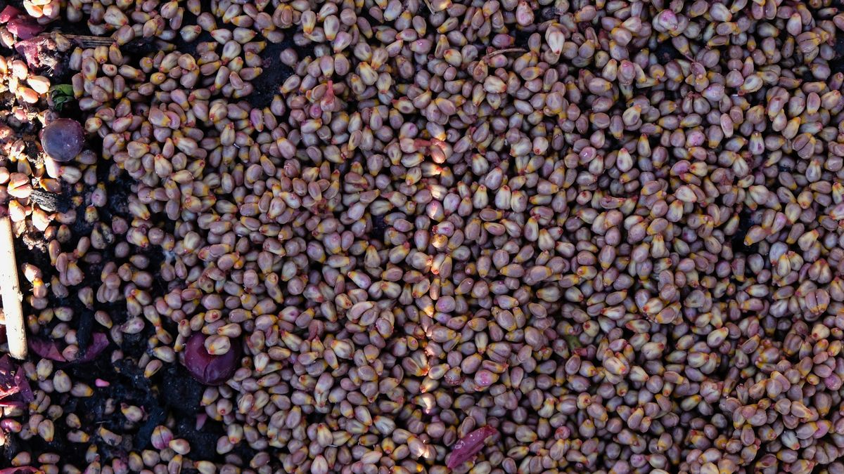 Te owoce i warzywa zawierają cenne polifenole