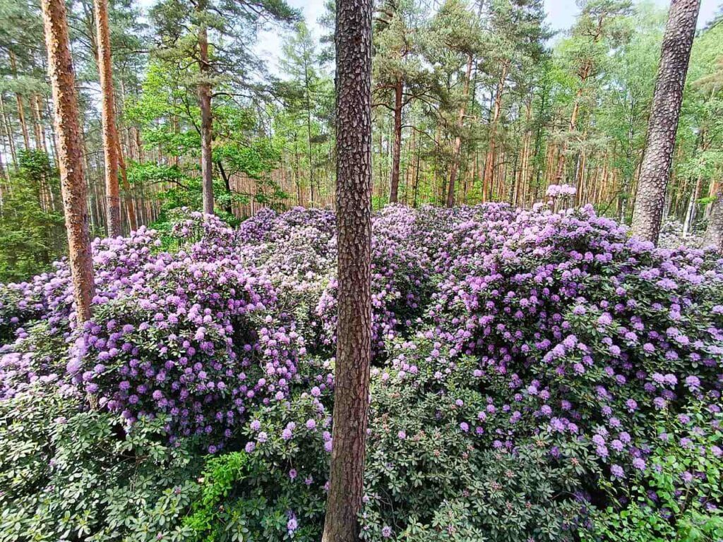 Rezerwat rododendronowców