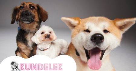 Dzień Kundelka na Pudelku! ZMIENIAMY LOGO i szukamy nowych domów dla piesków!