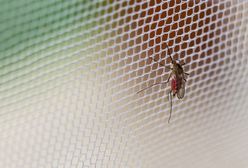 Nie wpuszczaj komarów do domu – moskitiery w świetnych cenach