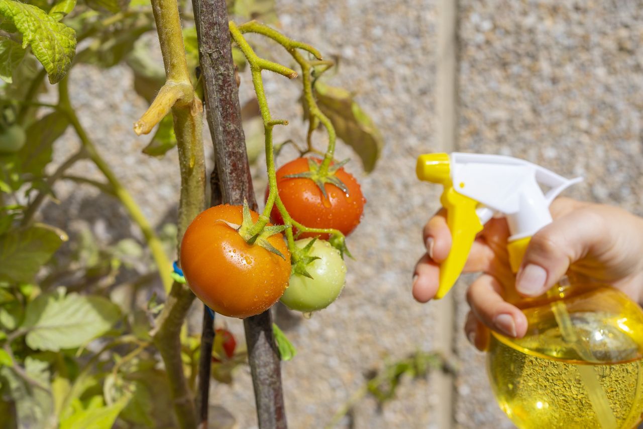Do opryskiwania pomidorów można użyć wywarów z innych roślin