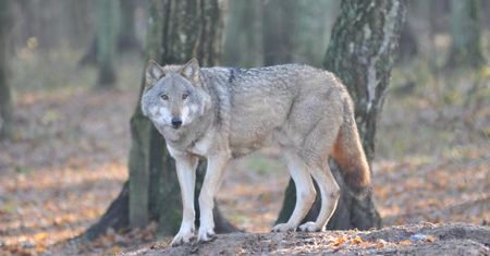 Naukowcy poznali geny polskich wilków