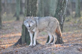 Naukowcy poznali geny polskich wilków