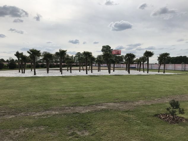 Palmy na terenie ośrodka w Opalenicy