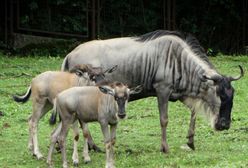 Wrocław. Eefije i Romi zostały matkami. Dwa gnu białobrode urodziły się w zoo