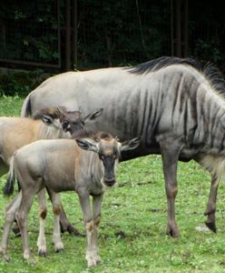 Wrocław. Eefije i Romi zostały matkami. Dwa gnu białobrode urodziły się w zoo