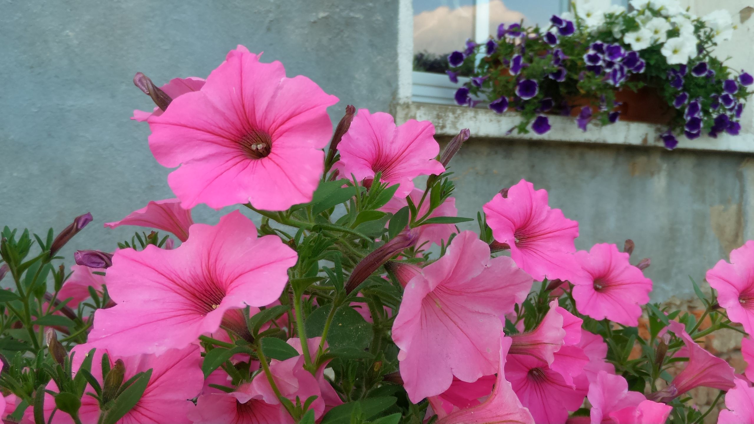 ASUS ZenFone Zoom – fotograficzny test smartfona z 3-krotnym zoomem optycznym 114
