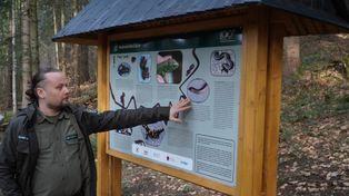 Relikty Puszczy Karpackiej zobaczysz na atrakcji w Nowicy. Ścieżka edukacyjna Nadleśnictwa Łosie nagrodzona w konkursie ekoLiderzy