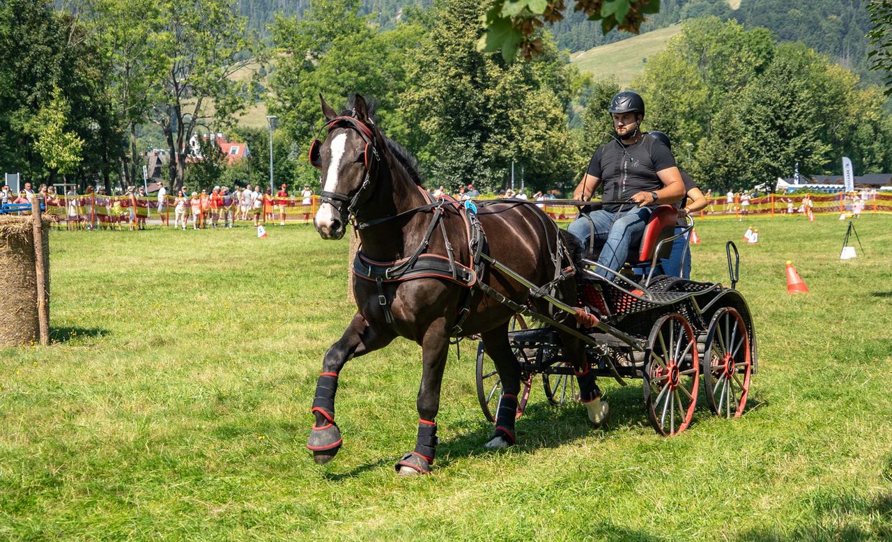 Mistrzostwa Podhala w Powożeniu – konie, tradycja i sport na Równi Krupowej