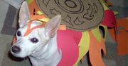 Okamiden - nowe Okami na DS