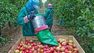 Nowoczesne maszyny dla sadowników i warzywników. ARiMR uruchamia nabór